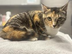 Shelter Stray Female Cat last seen Near , 2600 S Harding St, Indianapolis, IN 46221, USA