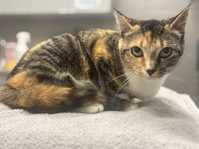 Shelter Stray Female Cat last seen Near , 2600 S Harding St, Indianapolis, IN 46221, USA
