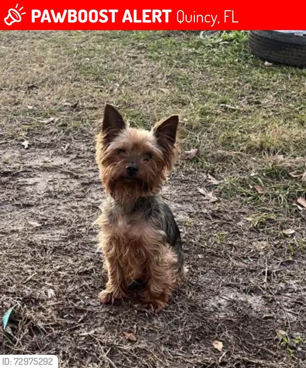 Lost Male Dog last seen Pat Thomas Parkway, Quincy, FL 32351