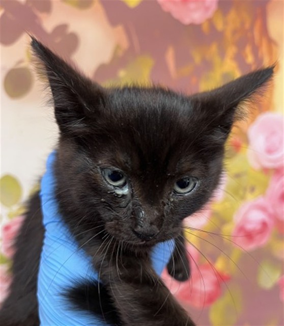 Shelter Stray Male Cat last seen REDLANDS AND ANDERSON ST, 333 Chandler Pl, San Bernardino, CA 92408, USA