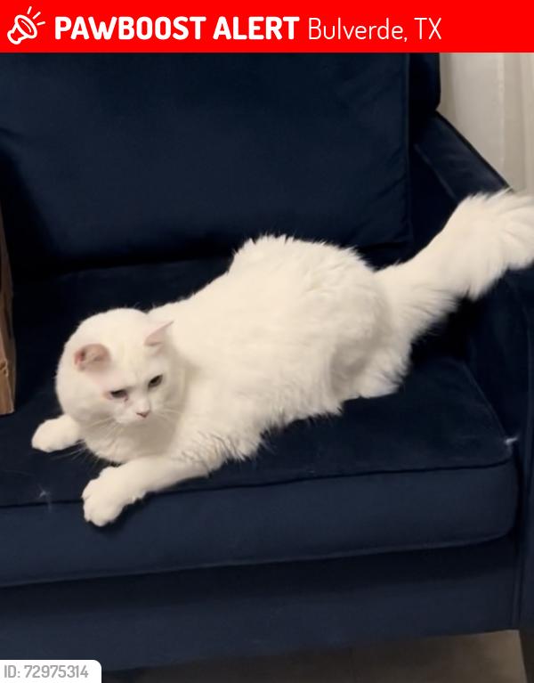 Lost Female Cat last seen Copper crossing, Bulverde, TX 78163