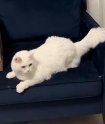 Lost Female Cat last seen Copper crossing, Bulverde, TX 78163