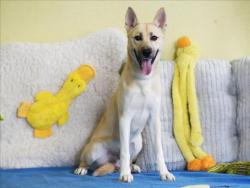 Shelter Stray Male Dog last seen BATES AVE AND ELSIE ST EUSTIS, 12280 County Rd 448, Tavares, FL 32778, USA