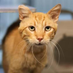 Shelter Stray Male Cat last seen Near BLOCK ORIENTAL AVE, 4710 TX-151, San Antonio, TX 78227, USA