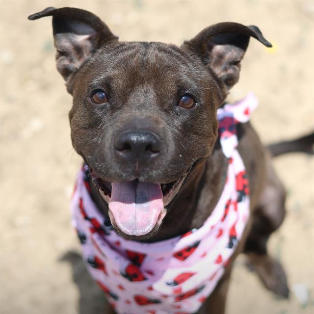 Shelter Stray Female Dog last seen STAHL, 4710 TX-151, San Antonio, TX 78227, USA