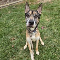 Shelter Stray Male Dog last seen Near BLK E SPRING ST, LONG BEACH CA, 90808, Long Beach, CA 90815