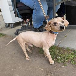 Shelter Stray Male Dog last seen Near BLK E SOUTH ST, LONG BEACH, CA 90805, Long Beach, CA 90815