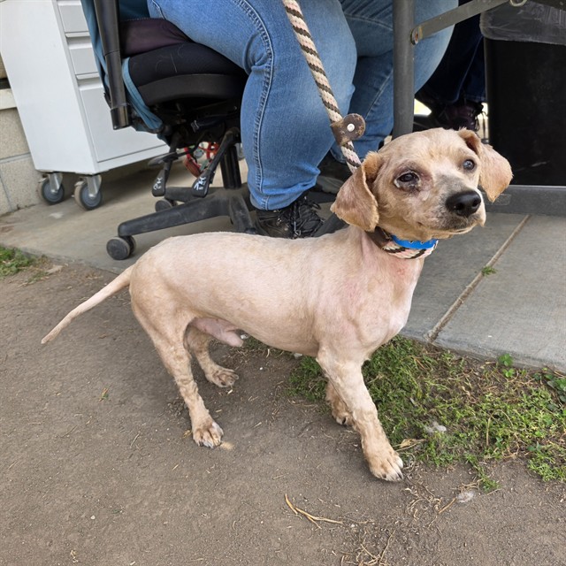 Shelter Stray Male Dog last seen Near BLK E SOUTH ST, LONG BEACH, CA 90805, Long Beach, CA 90815