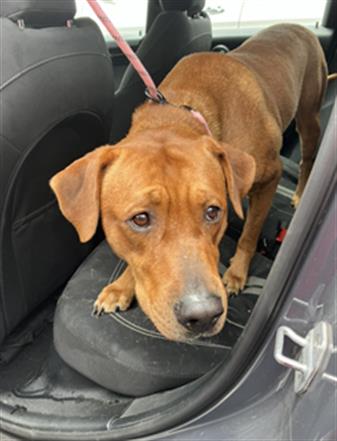 Shelter Stray Male Dog last seen Near BLOCK BLCK SANTA FE AVE, LONG BEACH, CA 90810, Long Beach, CA 90815