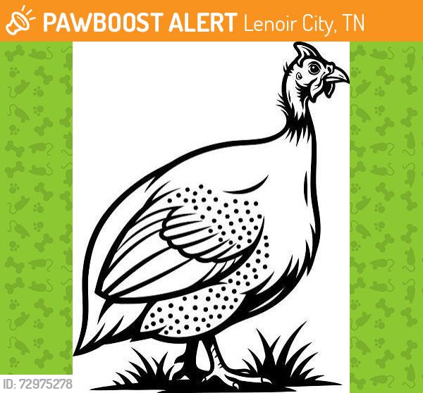 Found/Stray Unknown Bird last seen Stevens and Browder Hollow Rd, Lenoir City, TN 37771