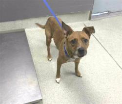Shelter Stray Female Dog last seen Near BLOCK CENTRE POINTE BLVD, TALLAHASSEE FL 32308, Tallahassee, FL 32311