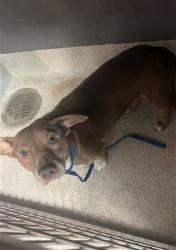 Shelter Stray Female Dog last seen Near BLOCK WOODVILLE HWY, TALLAHASSEE FL 32305, Tallahassee, FL 32311