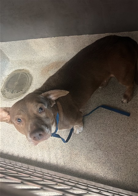 Shelter Stray Female Dog last seen Near BLOCK WOODVILLE HWY, TALLAHASSEE FL 32305, Tallahassee, FL 32311