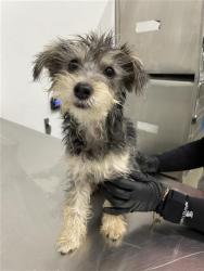 Shelter Stray Female Dog last seen Near BLOCK W DAKOTA AVE, FRESNO CA 93705 2820, 5277 E Airways Blvd, Fresno, CA 93727, USA