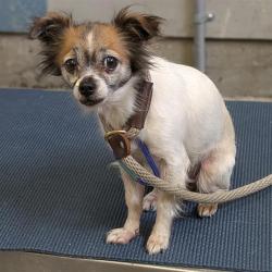 Shelter Stray Female Dog last seen , Camarillo, CA 93010