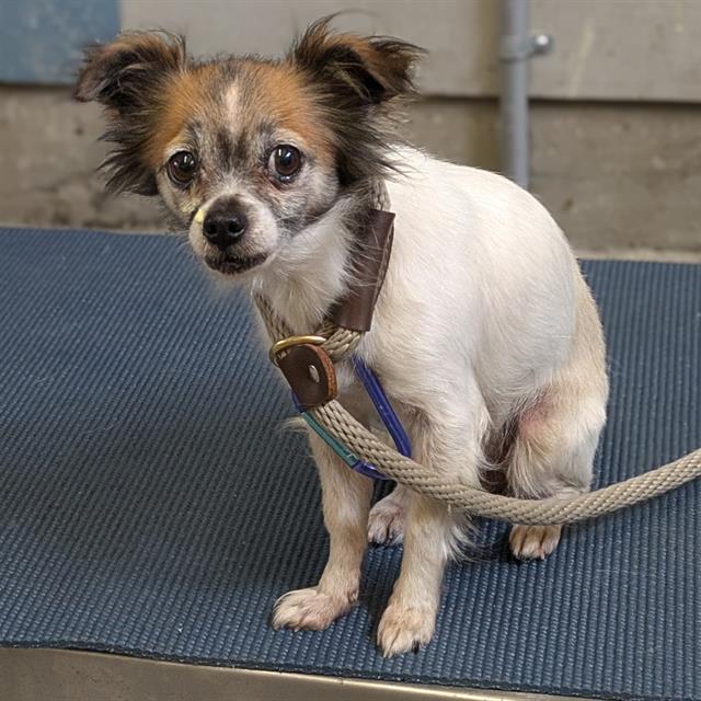 Shelter Stray Female Dog last seen , Camarillo, CA 93010