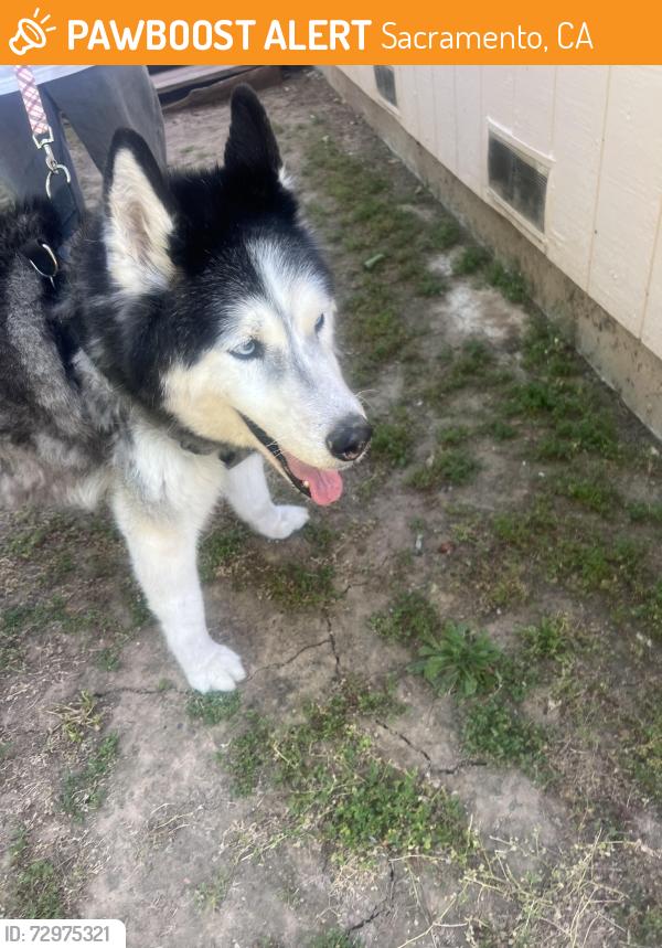 Found/Stray Male Dog last seen Bell Ave and dry creek, Sacramento, CA 95838