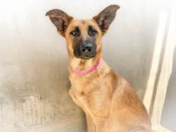 Shelter Stray Female Dog last seen , 957 N Gaffey St, San Pedro, CA 90731, USA