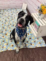 Shelter Stray Male Dog last seen Near BLOCK KERCHEVAL ST, DETROIT, MI 48215, 7401 Chrysler Dr, Detroit, MI 48211, USA