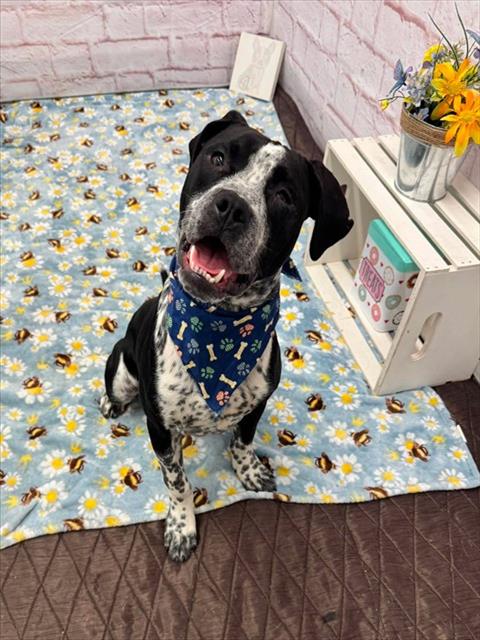 Shelter Stray Male Dog last seen Near BLOCK KERCHEVAL ST, DETROIT, MI 48215, 7401 Chrysler Dr, Detroit, MI 48211, USA