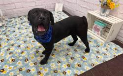 Shelter Stray Male Dog last seen Near BLOCK KERCHEVAL ST, DETROIT, MI 48215, 7401 Chrysler Dr, Detroit, MI 48211, USA