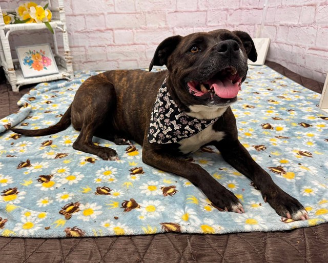 Shelter Stray Female Dog last seen Near BLOCK YACAMA RD, DETROIT, MI48203, 7401 Chrysler Dr, Detroit, MI 48211, USA