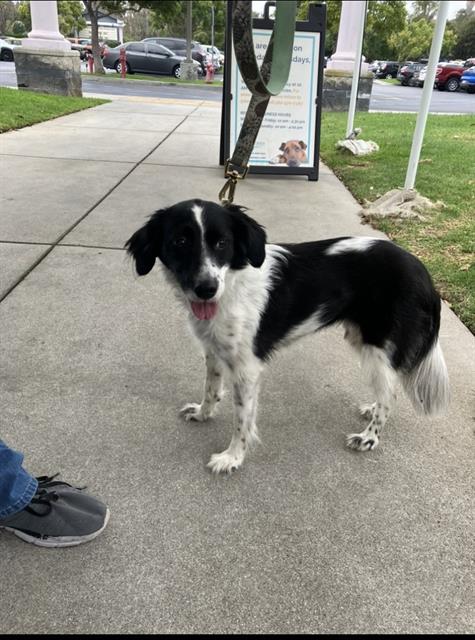 Shelter Stray Female Dog last seen Near BLOCK DAWSON AVE, SIGNAL HILL CA, Long Beach, CA 90755
