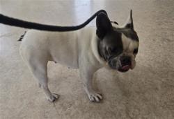 Shelter Stray Female Dog last seen , 957 N Gaffey St, San Pedro, CA 90731, USA