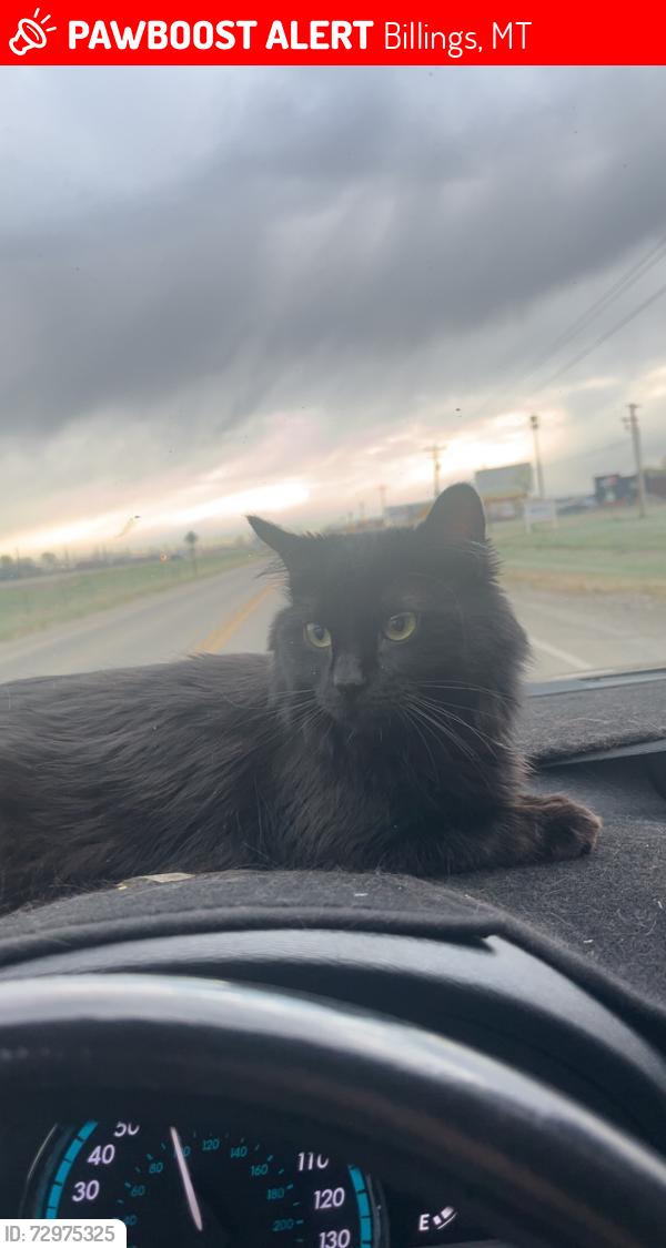Lost Female Cat last seen Near frontage road and tire shop, Billings, MT 59101