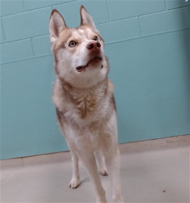 Shelter Stray Male Dog last seen Near TRAINER WAY, RENO NV 89512, 2825 Longley Ln Suite A, Reno, NV 89502, USA