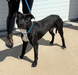 Shelter Stray Male Dog last seen Near BLOCK POINTE ARBOR LN, 3528 Newburg Rd, Louisville, KY 40218, USA