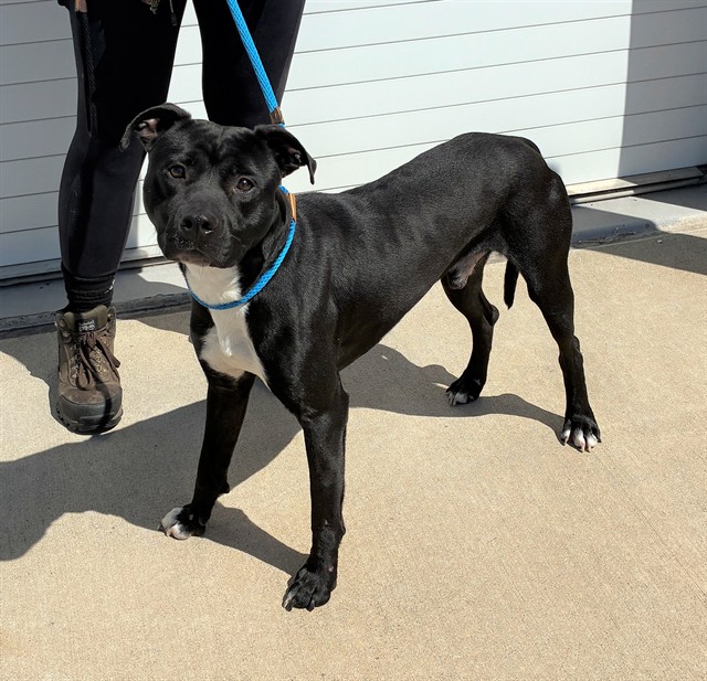 Shelter Stray Male Dog last seen Near BLOCK POINTE ARBOR LN, 3528 Newburg Rd, Louisville, KY 40218, USA