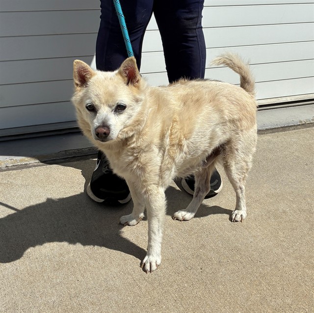 Shelter Stray Male Dog last seen Near BLOCK SLEVIN ST, 3528 Newburg Rd, Louisville, KY 40218, USA