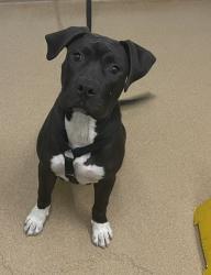 Shelter Stray Male Dog last seen SOUTH HAYWARD BART, Hayward, CA 94544