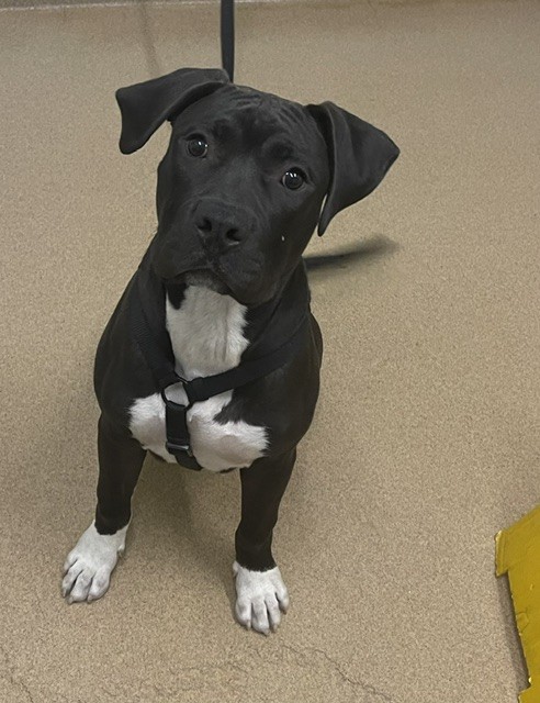 Shelter Stray Male Dog last seen SOUTH HAYWARD BART, Hayward, CA 94544