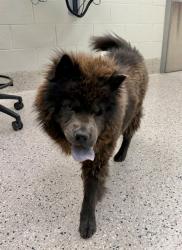 Shelter Stray Female Dog last seen Near BLOCK MONACO ST, 12155 Park Blvd, Brighton, CO 80601, USA