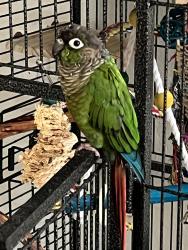 Lost Female Bird last seen Near Discovery Bay Dr  Chula Vista CA, Chula Vista, CA 91915