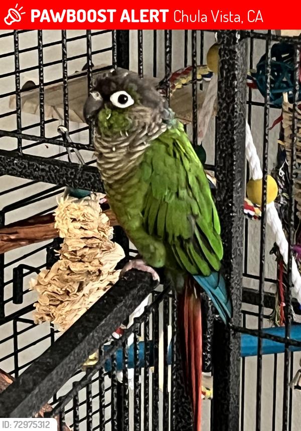Lost Female Bird last seen Near Discovery Bay Dr  Chula Vista CA, Chula Vista, CA 91915