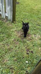 Found/Stray Unknown Cat last seen Near Mohigan Circle, Boca Raton, FL 33487