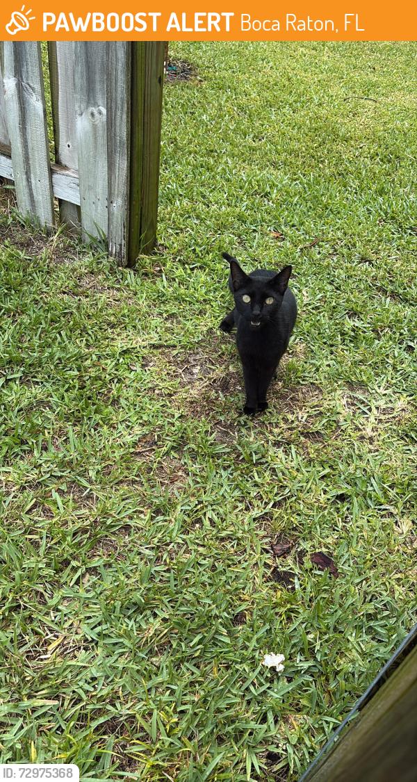Found/Stray Unknown Cat last seen Near Mohigan Circle, Boca Raton, FL 33487