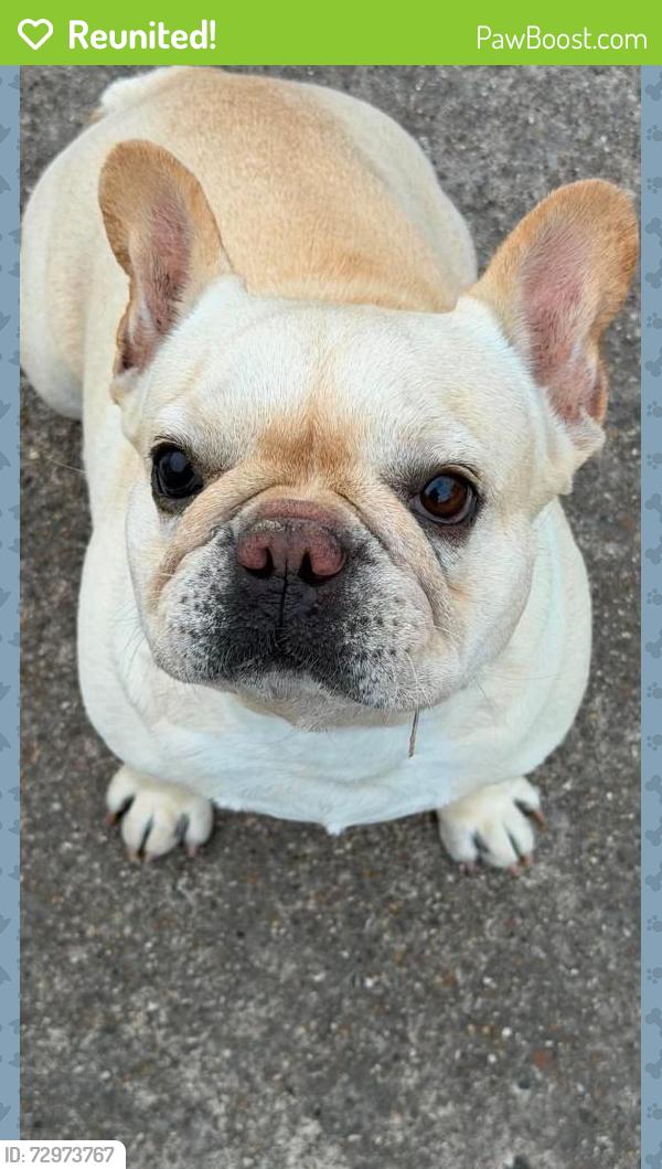 Reunited Female Dog last seen esperanza rd & elda dr, Brownsville, TX 78521