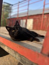 Reunited Male Cat last seen Hoel Avenue/ County Road A Stoughton, Stoughton, WI 53589