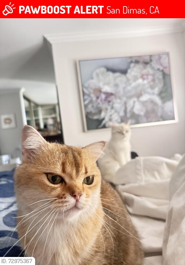 Lost Male Cat last seen Paseo corrido , San Dimas, CA 91773