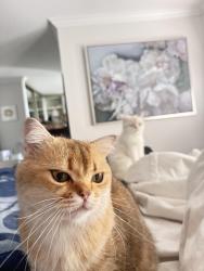 Lost Male Cat last seen Paseo corrido , San Dimas, CA 91773