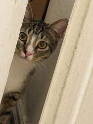 Lost Male Cat last seen Cafe de mama, Los Angeles, CA 90006