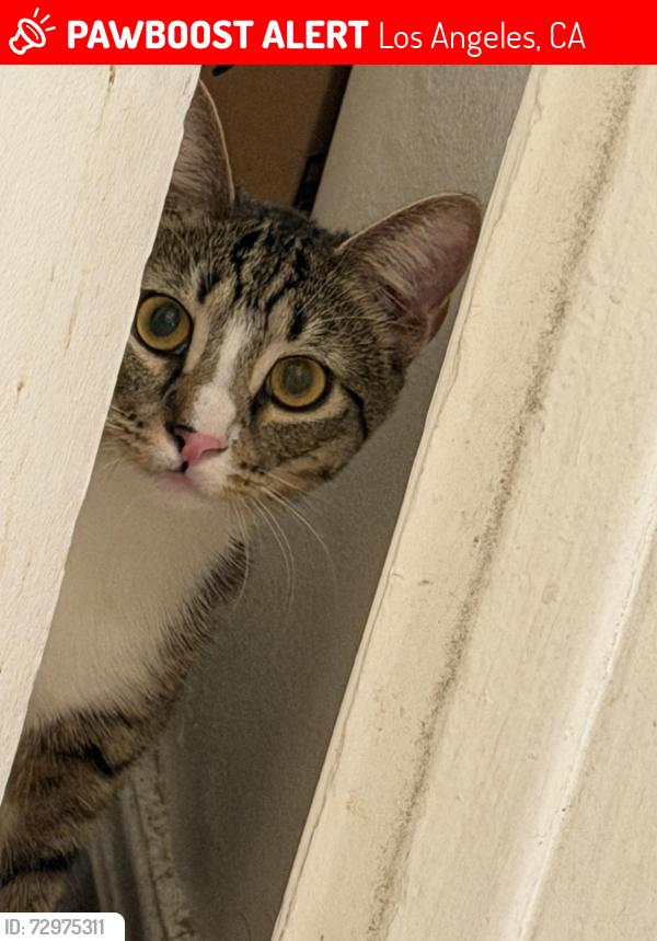 Lost Male Cat last seen Cafe de mama, Los Angeles, CA 90006