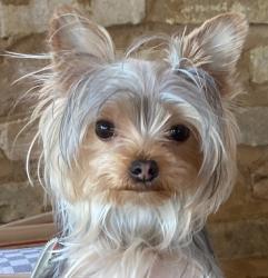 Reunited Female Dog last seen Rich Mountain Road, Townsend, TN 37882