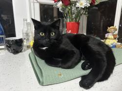 Lost Male Cat last seen Near Calle Maria, Mission Viejo , Mission Viejo, CA 92691