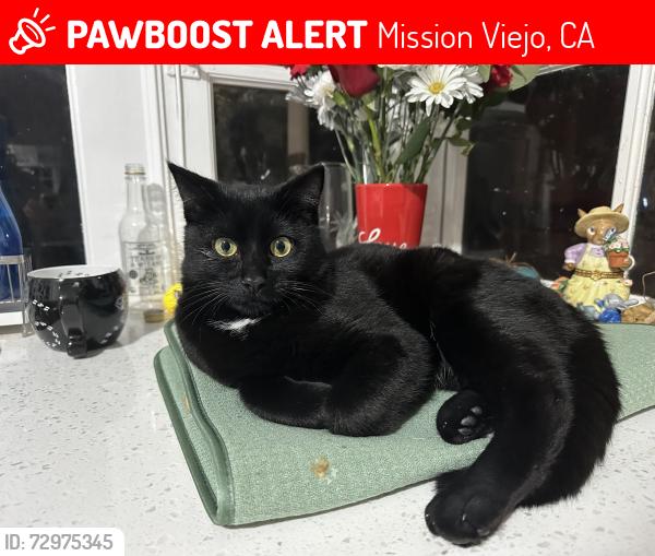 Lost Male Cat last seen Near Calle Maria, Mission Viejo , Mission Viejo, CA 92691