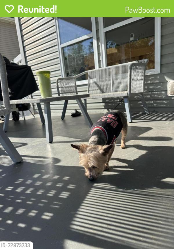 Reunited Female Dog last seen Plott rd and plaza road extension, Charlotte, NC 28215